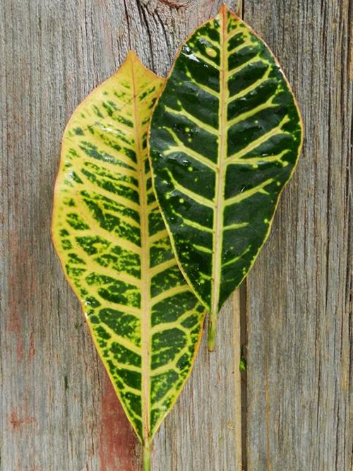  CROTON GREENS